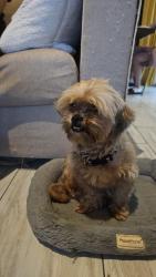 Found/Stray Female Dog last seen New Crunch gym in Maitland, on SR414, Casselberry, FL 32707