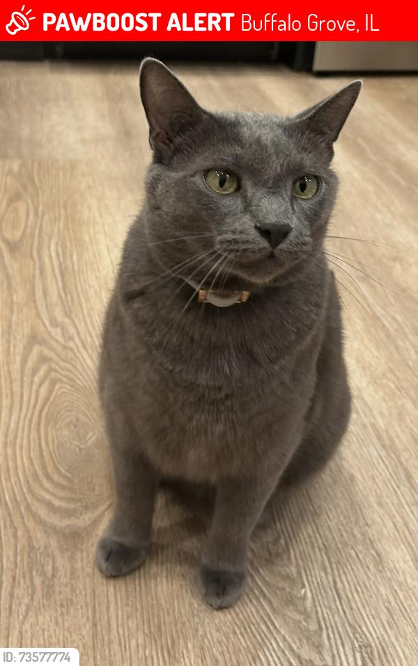 Lost Male Cat last seen Buffalo Grove, Buffalo Grove, IL 60089