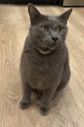 Lost Male Cat last seen Buffalo Grove, Buffalo Grove, IL 60089