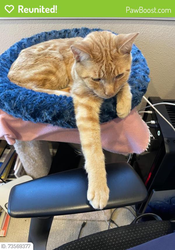 Reunited Male Cat last seen Simonds Road and 163rd Place NE, Kenmore, WA 98028