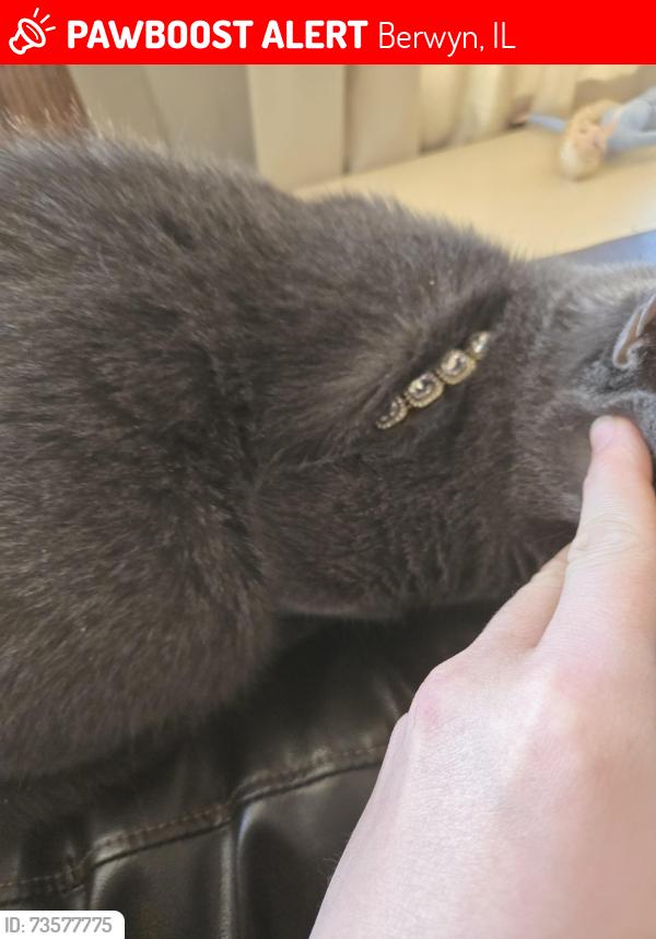 Lost Male Cat last seen Ridgeland and 26th St., Berwyn, IL 60402