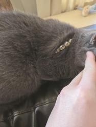 Lost Male Cat last seen Ridgeland and 26th St., Berwyn, IL 60402