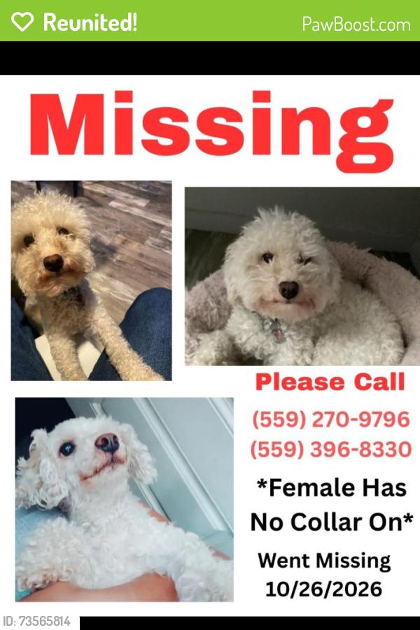 Reunited Female Dog last seen Last seen near west Griffith way seem to be headed to the dds area, Fresno, CA 93722
