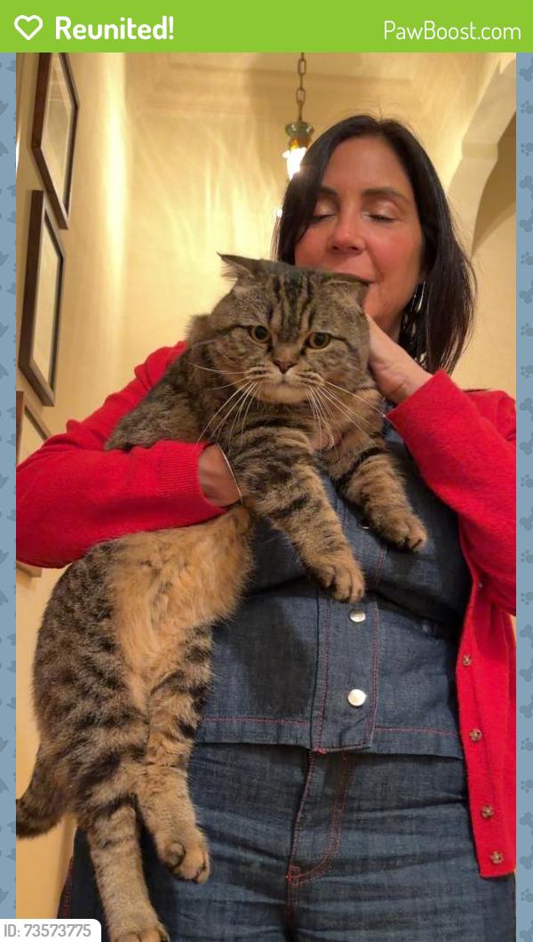 Reunited Male Cat last seen Sierra Bonita and oak wood or rosewood, Los Angeles, CA 90036
