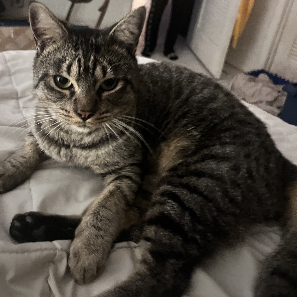 Shelter Stray Male Cat last seen , 8020 Washington St, Port Richey, FL 34668, USA