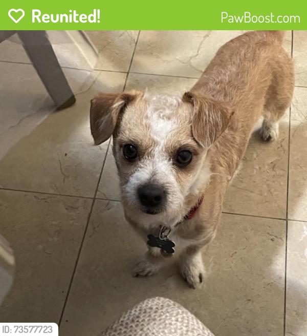 Reunited Male Dog last seen Dempsey, Milpitas, CA 95035