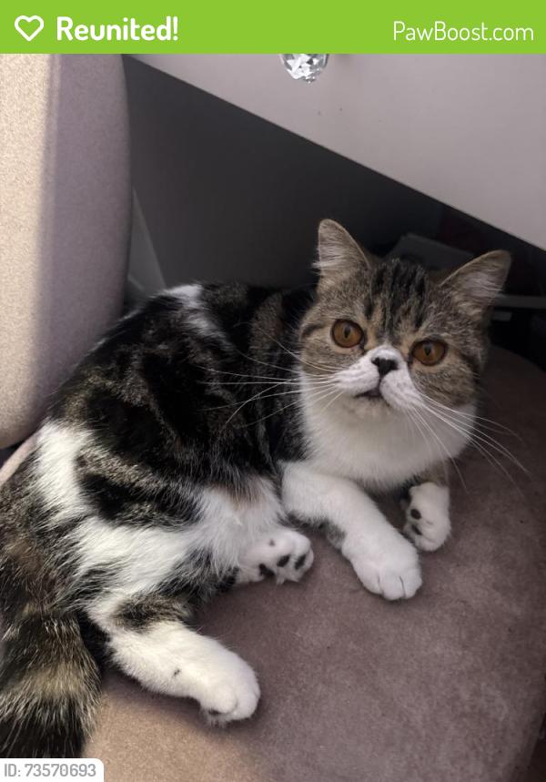 Reunited Female Cat last seen Near Marbrisa Ave, Huntington Park, CA 90255, USA, Huntington Park, CA 90255