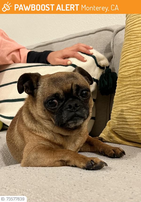 Found/Stray Male Dog last seen Del monte ave, Monterey, CA 93940