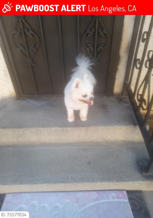 Lost Male Dog last seen Vanessa, Los Angeles, CA 90004