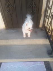 Lost Male Dog last seen Vanessa, Los Angeles, CA 90004