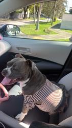 Lost Female Dog last seen Near sw 5th terrace, Coral Gables, FL 33134
