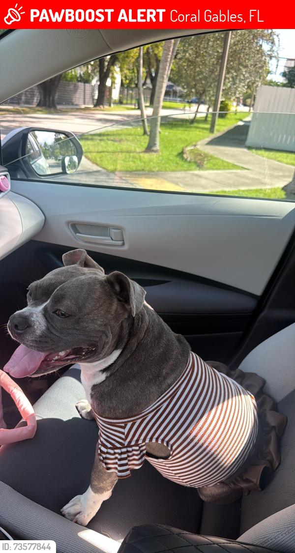 Lost Female Dog last seen Near sw 5th terrace, Coral Gables, FL 33134