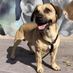 Shelter Stray Male Dog last seen , , CA, 1101 29th Ave, Oakland, CA 94601, USA