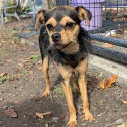 Shelter Stray Male Dog last seen Scotia Ave, Oakland Hills, Oakland, CA, 1101 29th Ave, Oakland, CA 94601, USA