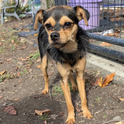 Shelter Stray Male Dog last seen Scotia Ave, Oakland Hills, Oakland, CA, 1101 29th Ave, Oakland, CA 94601, USA