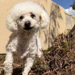Shelter Stray Female Dog last seen Near E 12th St, Oakland,, 1101 29th Ave, Oakland, CA 94601, USA