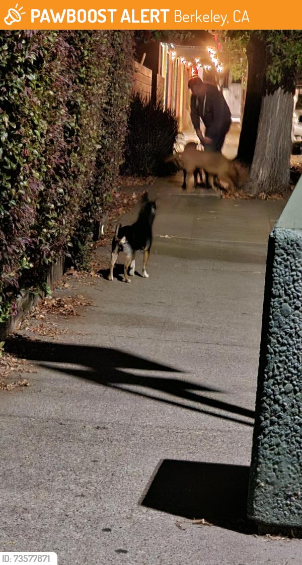 Found/Stray Unknown Dog last seen Alcatraz Ave and College Ave, Berkeley, CA 94705