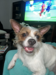 Lost Male Dog last seen Near, Miami Gardens, FL 33015
