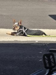 Lost Female Dog last seen Euclid and malvern, Fullerton, CA 92833