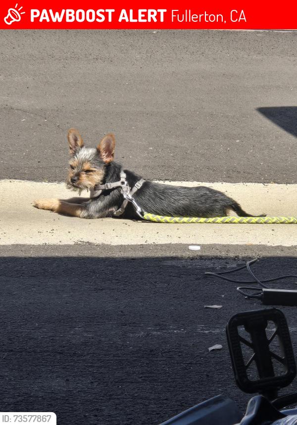 Lost Female Dog last seen Euclid and malvern, Fullerton, CA 92833