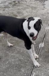 Lost Male Dog last seen Miller and 102 ave, Miami, FL 33165