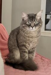 Reunited Male Cat last seen Powers St., The Colony, TX 75056
