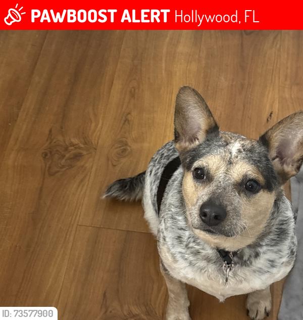 Lost Female Dog last seen SR 7 and Plunkett Street, Hollywood, FL 33023