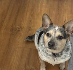 Lost Female Dog last seen SR 7 and Plunkett Street, Hollywood, FL 33023