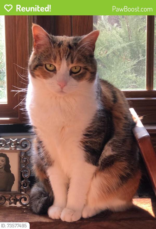 Reunited Female Cat last seen Near laurel wood drive, Lawrence Township, NJ 08648