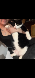 Lost Male Cat last seen Tim Hortons, Orillia, ON 