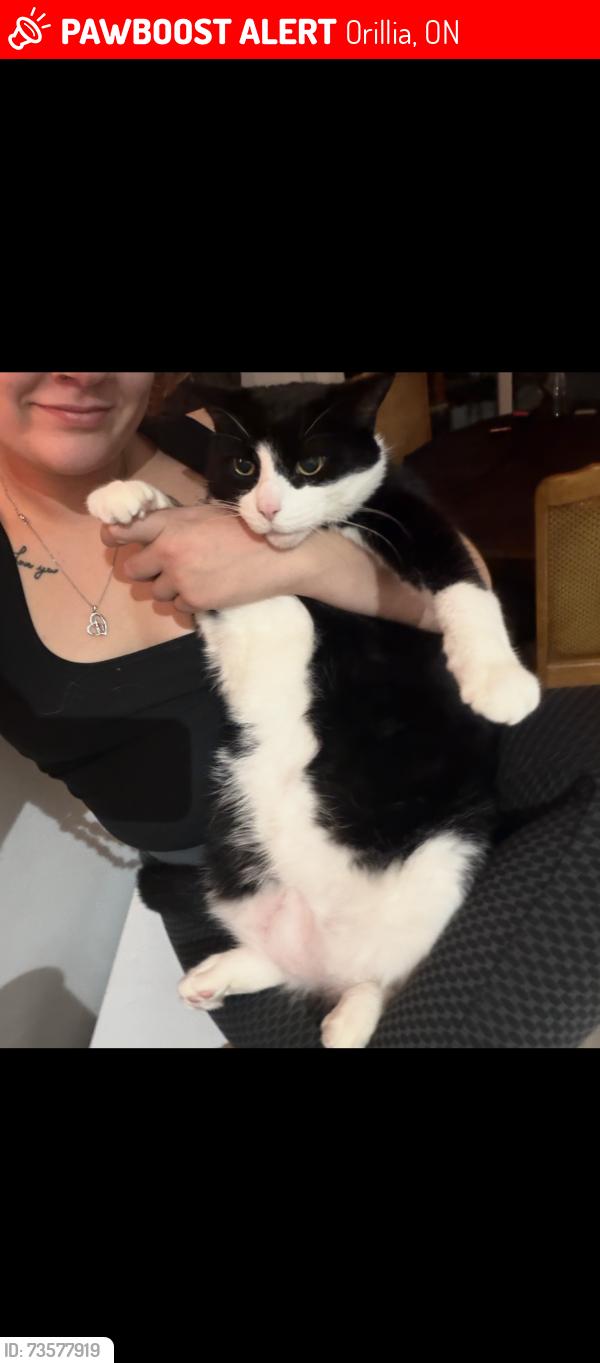 Lost Male Cat last seen Tim Hortons, Orillia, ON 