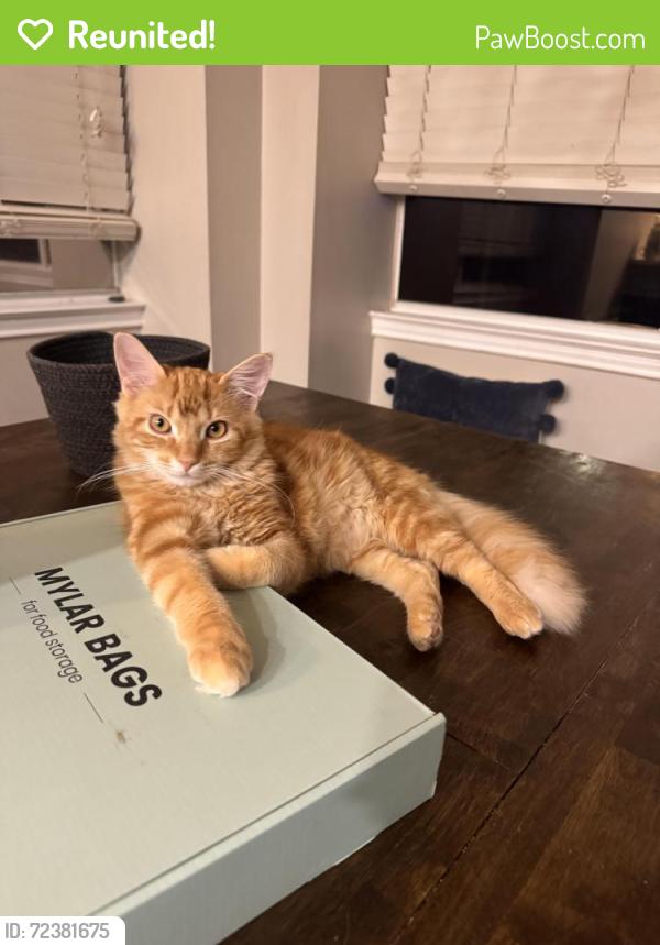 Reunited Male Cat last seen Racebrook ct and Beach st, Fort Worth, TX 76137