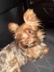 Lost Female Dog last seen N oak St, Orange, CA 92866