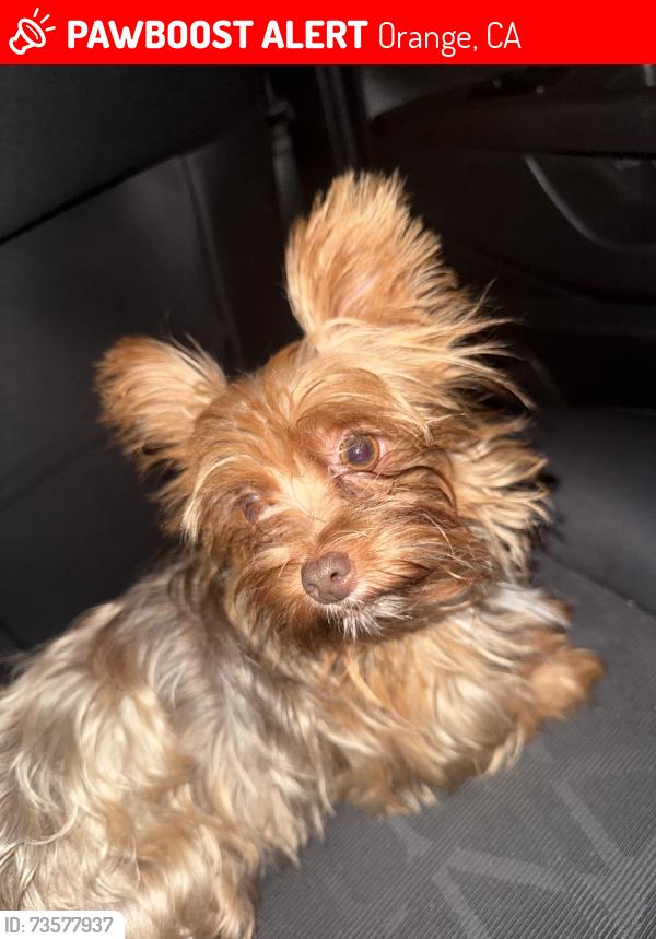 Lost Female Dog last seen N oak St, Orange, CA 92866
