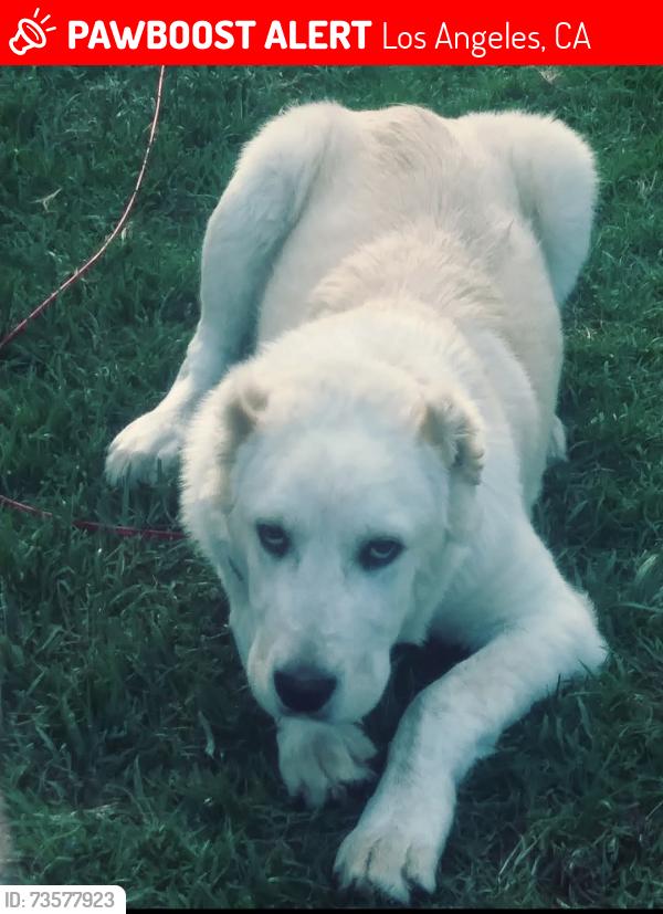 Lost Male Dog last seen Imperial Hwy, Los Angeles, CA 90047