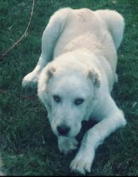 Lost Male Dog last seen Imperial Hwy, Los Angeles, CA 90047
