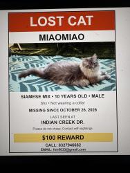 Lost Male Cat last seen Indiancreek dr, Buffalo Grove, IL 60089