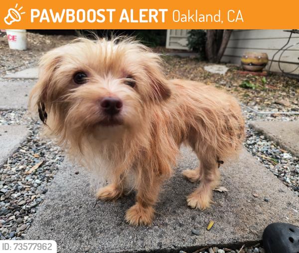 Found/Stray Male Dog last seen 38th Avenue and Redding St, Oakland, CA 94619