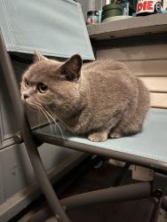 Found/Stray Unknown Cat last seen Alcatraz & Baker in Berkeley, Berkeley, CA 94702