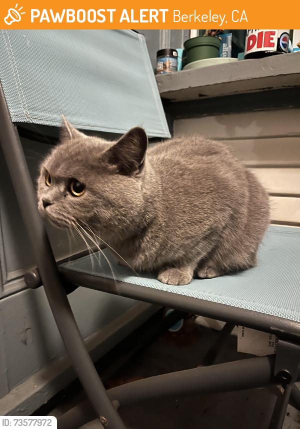Found/Stray Unknown Cat last seen Alcatraz & Baker in Berkeley, Berkeley, CA 94702