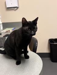 Found/Stray Male Cat last seen kimball Ave and Elmwood drive, Dublin, CA 94583