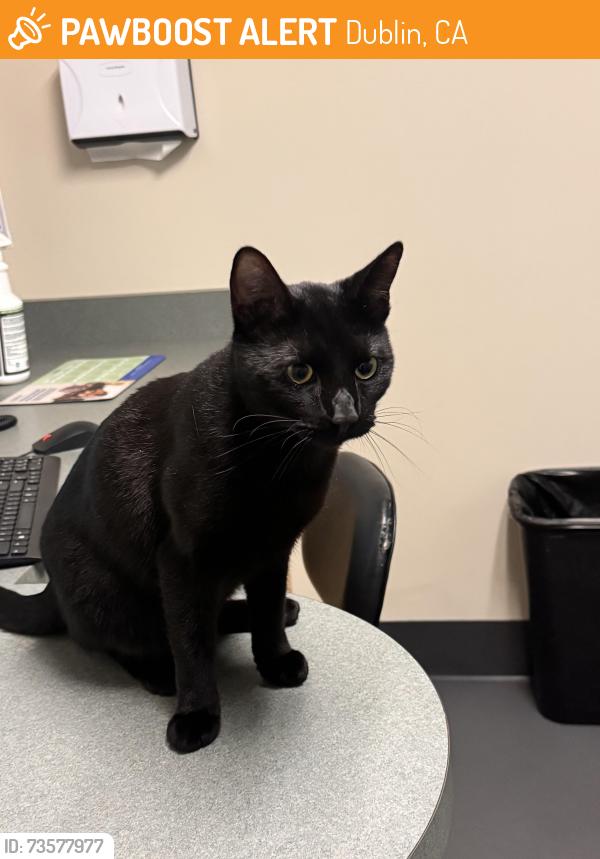 Found/Stray Male Cat last seen kimball Ave and Elmwood drive, Dublin, CA 94583