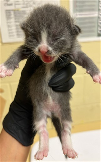Shelter Stray Female Cat last seen BROADWAY & 5TH ST, 2127 Front St, Sacramento, CA 95818, USA