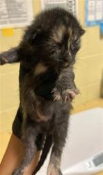 Shelter Stray Female Cat last seen BROADWAY & 5TH ST, 2127 Front St, Sacramento, CA 95818, USA