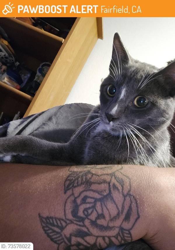 Found/Stray Male Cat last seen Dana Drive near north bay medical center, Fairfield, CA 94533