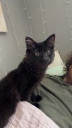 Lost Female Cat last seen At the delta tau delta hse in Kent, ohio, Kent, OH 44240