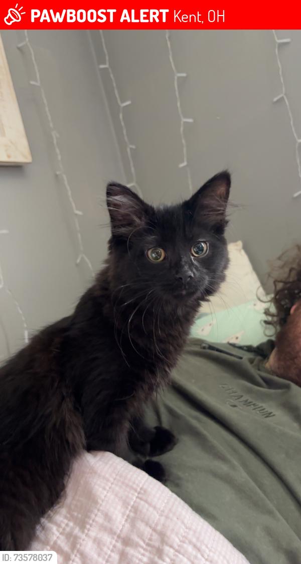 Lost Female Cat last seen At the delta tau delta hse in Kent, ohio, Kent, OH 44240