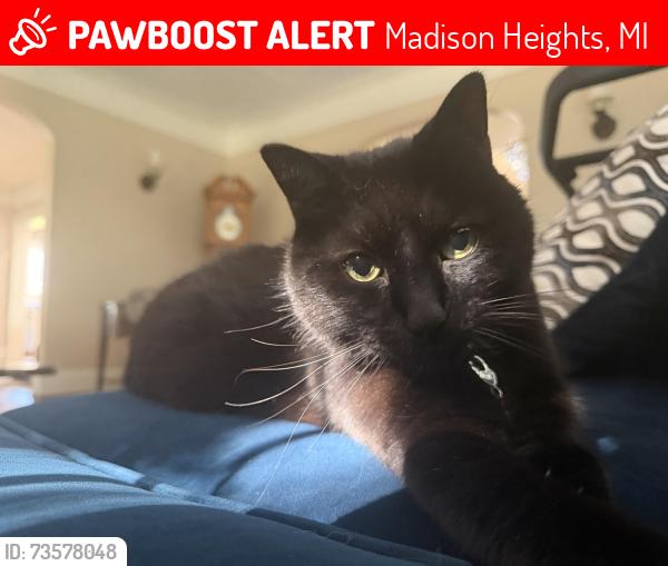 Lost Male Cat last seen Off of John R on E Cowan, Madison Heights, MI 48071