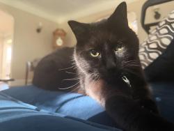 Lost Male Cat last seen Off of John R on E Cowan, Madison Heights, MI 48071