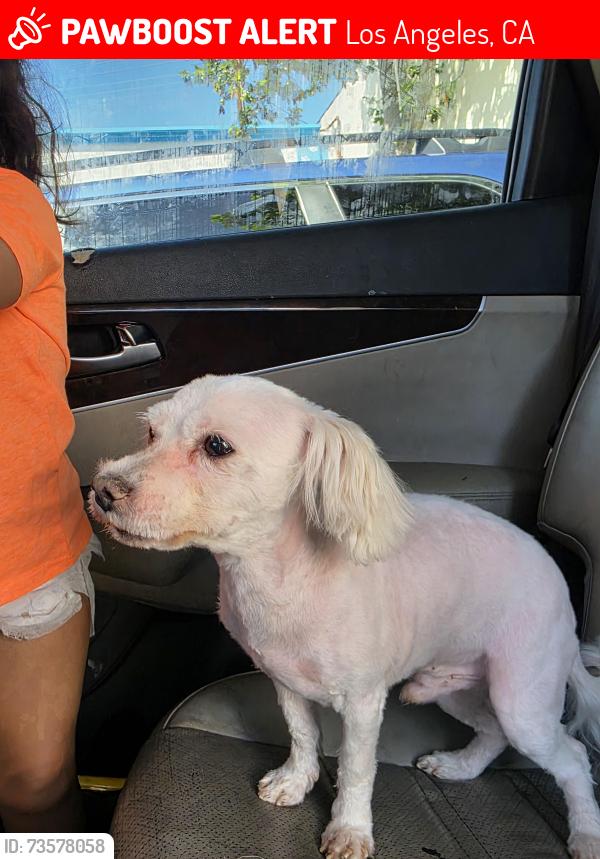 Lost Male Dog last seen Near w 40th pl los angeles ca 90037, Los Angeles, CA 90037